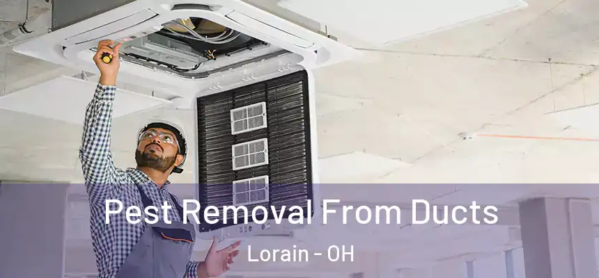 Pest Removal From Ducts Lorain - OH